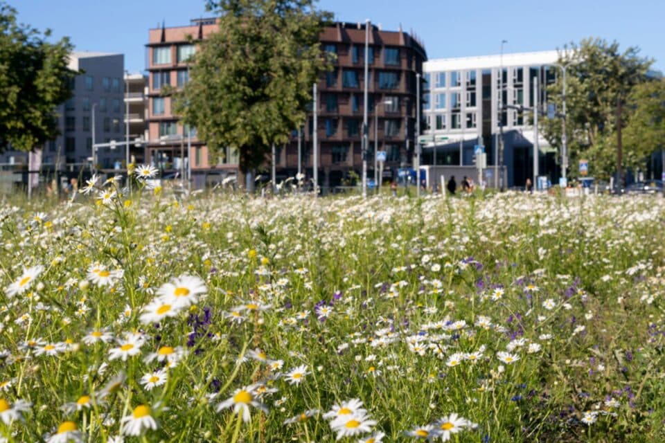 Müra vähendamiseks tugevdab Tallinn lähiaastail ühistranspordivõrku, rajab kõnniteid ja eraldatud rattateede võrgustiku.