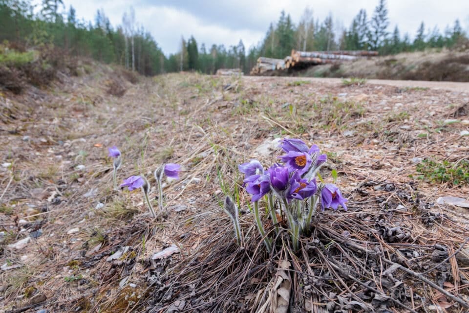 Nursipalu harjutusvälja laienemine. Metsatee serval kasvavad karukellad, mis on looduskaitse all.